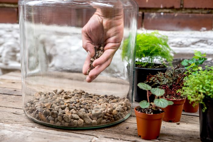 Choosing the Right Terrarium