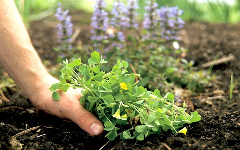 Does Vinegar Kill Weeds Permanently?