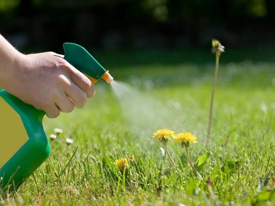 Effects of Vinegar on Weeds