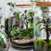 How Do Terrariums Not Run out Of Air?