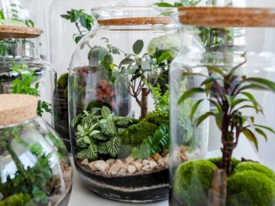 How Do Terrariums Not Run out Of Air?