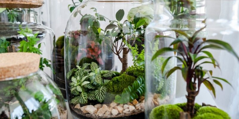 How Do Terrariums Not Run out Of Air?