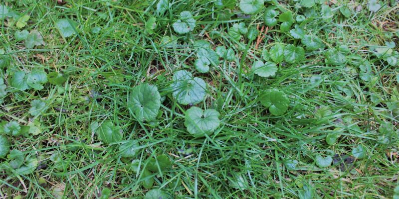 How Do You Get Rid of Weeds in One Day?