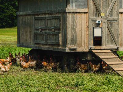 How to Install Automatic Chicken Coop Door