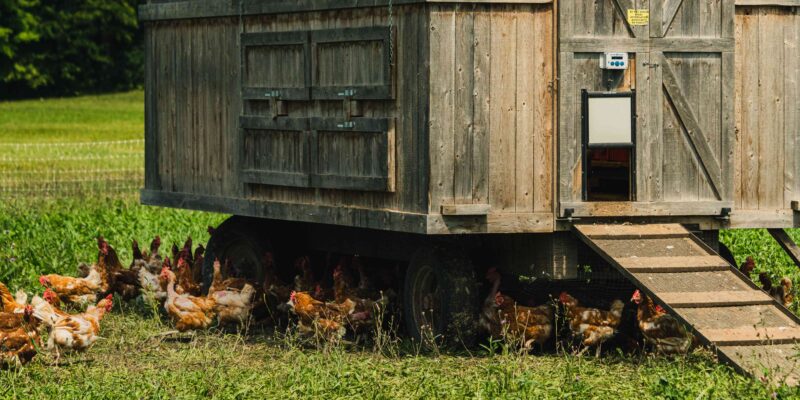 How to Install Automatic Chicken Coop Door