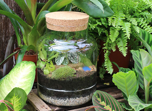 Is Gravel Enough for Terrarium Plants