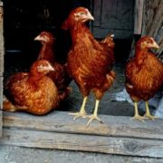 Is It ok to Leave the Chicken Coop Door Open All the Time