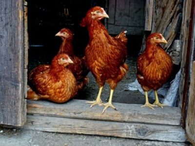 Is It ok to Leave the Chicken Coop Door Open All the Time