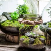 Is Mold Bad in a Terrarium