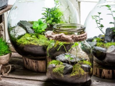 Is Mold Bad in a Terrarium