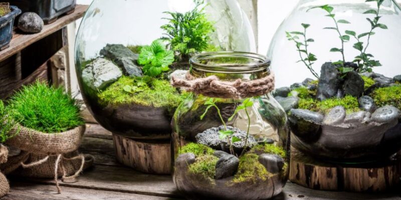 Is Mold Bad in a Terrarium