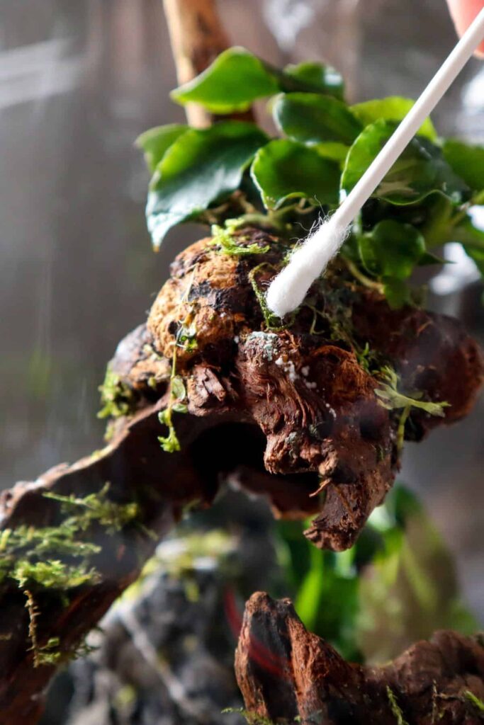 Mold in a Plant Terrarium