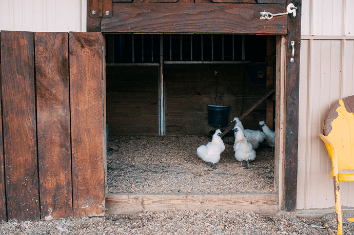 Should We Keep the Coop Door Open or Closed?