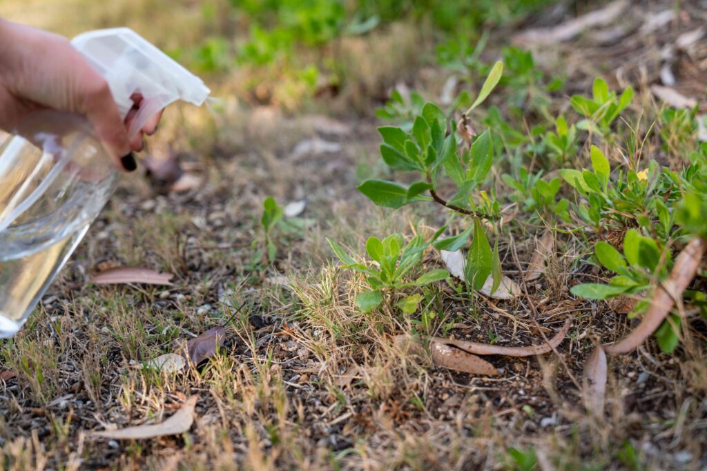 Vinegar as a Weed Killer