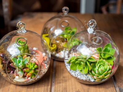 What Is a Terrarium for Plants