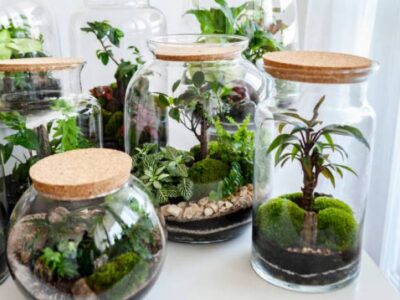 Why Do Terrariums Fail?