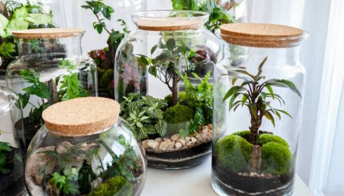 Why Do Terrariums Fail?