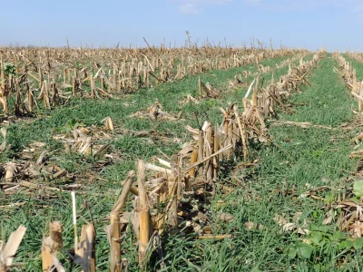 Integrating Herbicide Use with Cover Crops in Canadian Agricultural Systems